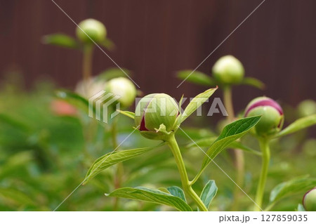 芍薬の花"レッドチャーム"2025年5月 芍薬の花"レッドチャーム"2025年5月 127859035