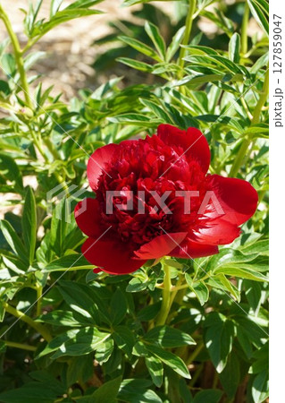 芍薬の花"レッドチャーム"2025年5月 127859047