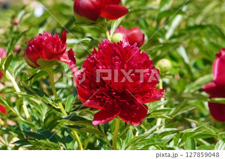 芍薬の花"レッドチャーム"2025年5月 127859048