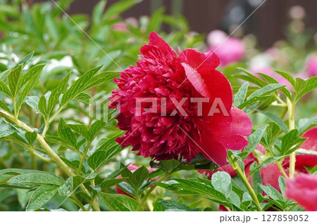 芍薬の花"レッドチャーム"2025年5月 127859052