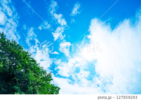 青空と雲と木立 青空と雲と木立 127859203