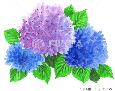 水彩で描いた紫陽花25629pix7 127859259