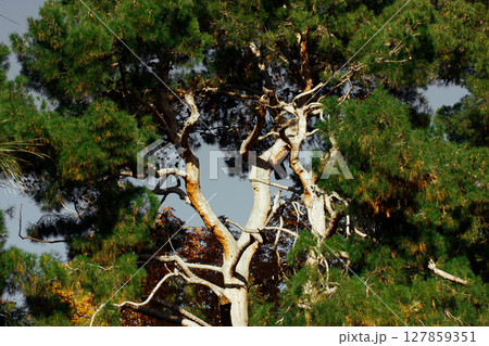 Huge tall old branching conifer tree against blue sky on a sunny day. Low angle shot of a pine trees in a forest, wood. Natural landscape. Huge tall old branching conifer tree against blue sky on a sunny day. Low angle shot of a pine trees in a forest, wood. Natural landscape. 127859351