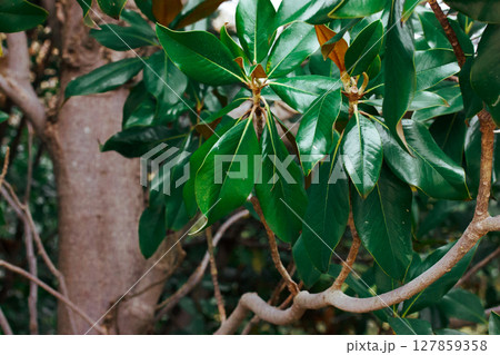 Bright green smooth and shiny leaves. High quality photo of the nature. Magnolia tree in tropical jungle rainforest parkland. Foliage and branches. 127859358