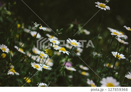 White daisies in a spring meadow. Flowering of summer plants in wild nature. Flowers in a flowerbed. Floral glade. Vintage filter, nostalgia concept. White daisies in a spring meadow. Flowering of summer plants in wild nature. Flowers in a flowerbed. Floral glade. Vintage filter, nostalgia concept. 127859368