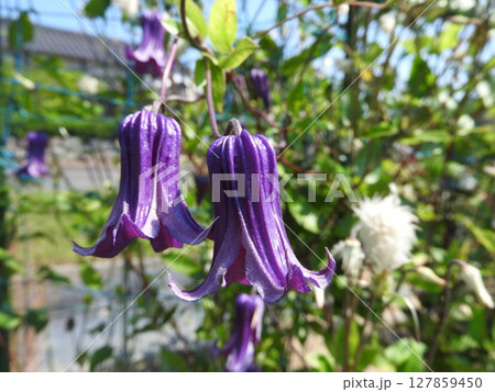 下向きに咲くキンポウゲ科の「クレマチス・ロウグチ(篭口)」 下向きに咲くキンポウゲ科の「クレマチス・ロウグチ(篭口)」 127859450