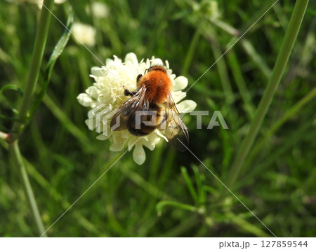 花に来た「トラマルハナバチ」 127859544