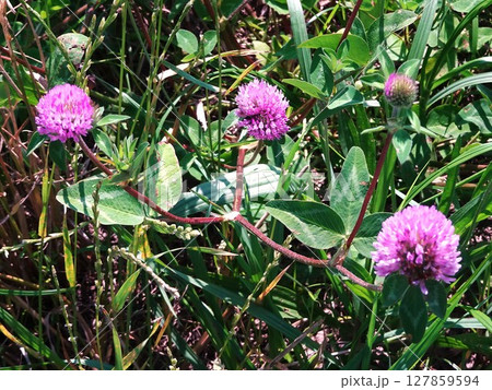 6月の野草 127859594