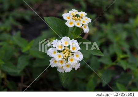 White Lantana camara blooming on bunch. 127859601