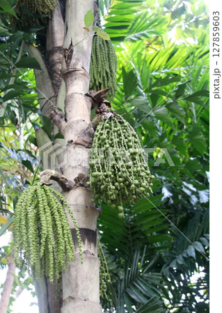 Young fruits of Fishtail palm on tree. 127859603