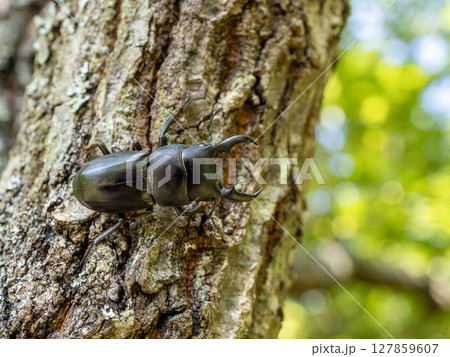 クヌギの木に樹液を吸いに来たヒラタクワガタ 127859607