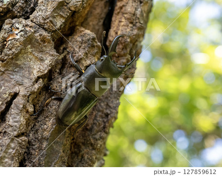 クヌギの木に樹液を吸いに来たヒラタクワガタ 127859612