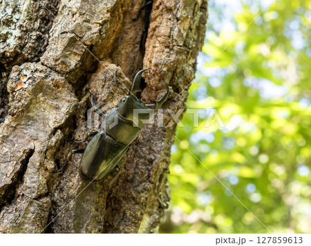 クヌギの木に樹液を吸いに来たヒラタクワガタ クヌギの木に樹液を吸いに来たヒラタクワガタ 127859613