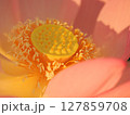 蓮の花を覗いてみた 127859708