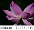 蓮の花のある風景 127859710