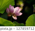 ハスの花と日の光 127859712