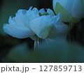 白い蓮の花 127859713