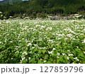 白いそばの花と里山の古民家が広がる日本の田園風景 127859796