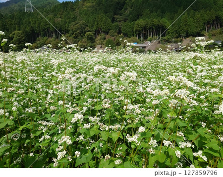 白いそばの花と里山の古民家が広がる日本の田園風景 127859796