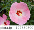 淡いピンクのハイビスカス一輪のクローズアップ 127859800