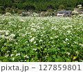 白いそばの花と里山の古民家が広がる日本の田園風景 127859801