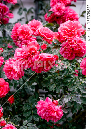 Bright pink roses in full bloom on green bush with dark leaves in summer garden Bright pink roses in full bloom on green bush with dark leaves in summer garden 127859855