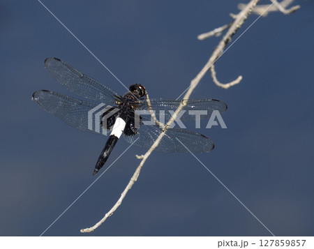 池の枯れ木にとまっているオスのコシアキトンボ 127859857