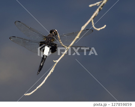 池の枯れ木にとまっているオスのコシアキトンボ 127859859