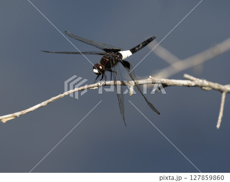 池の枯れ木にとまっているオスのコシアキトンボ 127859860