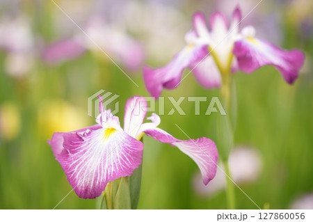 ピンクと白のカラフルな花菖蒲 初夏の美しい風景 ピンクと白のカラフルな花菖蒲 初夏の美しい風景 127860056