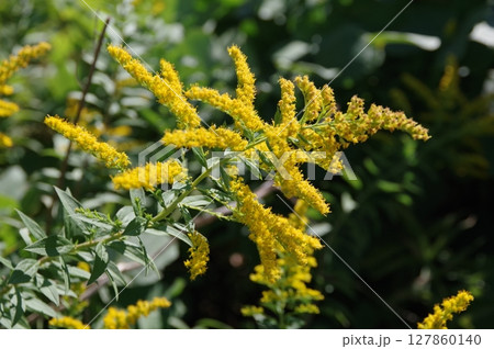 毒素を分泌して他の植物を枯らしてしまう嫌われ者の泡立ち草3 毒素を分泌して他の植物を枯らしてしまう嫌われ者の泡立ち草3 127860140