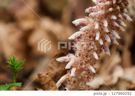 ヤマウツボ 127860292