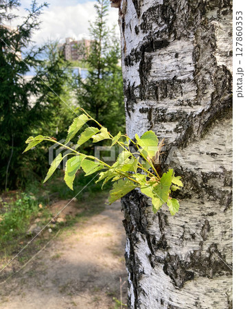 small branch on birch tree, nature photo 127860353
