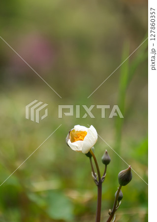 シラユキゲシ シラユキゲシ 127860357