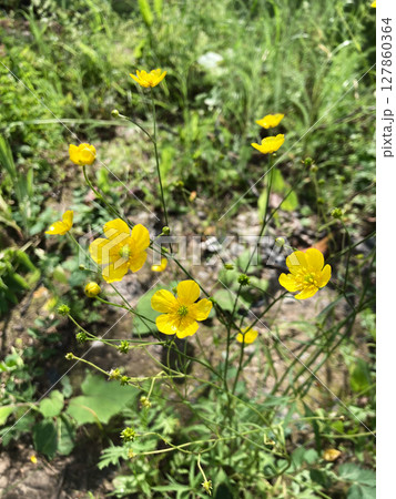 colorful wild flowers background, nature photo 127860364