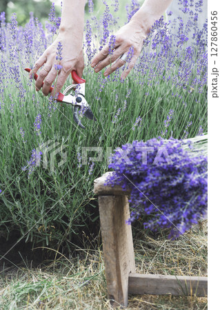 girl pruning lavender bush in the garden 127860456