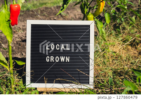 Letter board with text LOCAL GROWN on background of garden bed with bell peppers. Organic farming, produce local vegetables concept. Supporting local farmers Letter board with text LOCAL GROWN on background of garden bed with bell peppers. Organic farming, produce local vegetables concept. Supporting local farmers 127860479