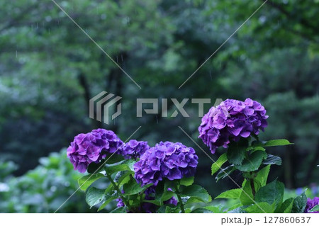 《相模原北公園》雨に濡れたアジサイ 127860637