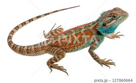 iguana isolated on white background 127860664