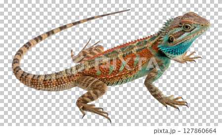 iguana isolated on white background 127860664