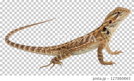 dinosaur isolated on white background 127860665