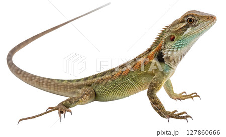 iguana isolated on white background 127860666
