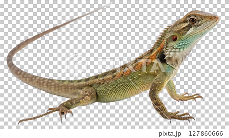 iguana isolated on white background 127860666
