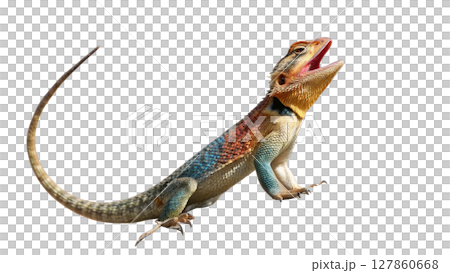 iguana isolated on white background iguana isolated on white background 127860668