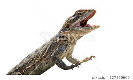 iguana isolated on white background 127860669