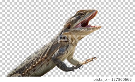 iguana isolated on white background 127860669
