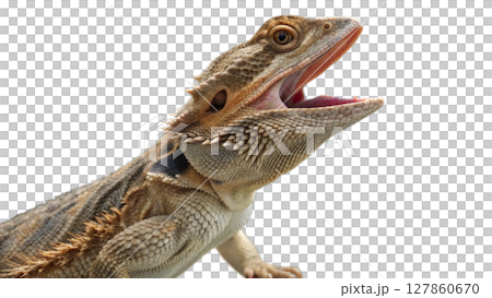 iguana isolated on white background 127860670
