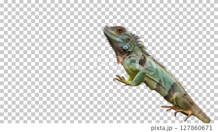 iguana isolated on white background iguana isolated on white background 127860671