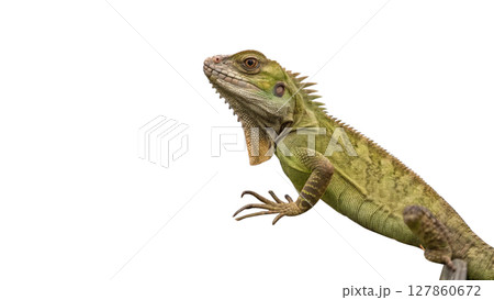 iguana isolated on white background 127860672