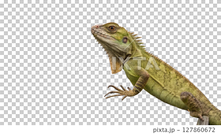 iguana isolated on white background 127860672